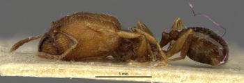 Media type: image;   Entomology 20726 Aspect: habitus lateral view